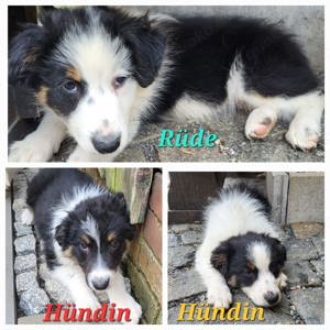 Verkaufe süße Border Collie Babys 