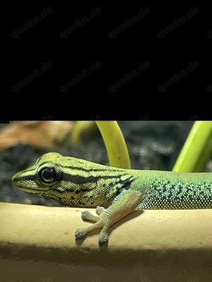 Lygodactylus williamsi 0.2 abzugeben Himmelblauer Zwergtaggecko