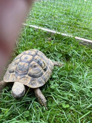 Grichische Landschildkröte