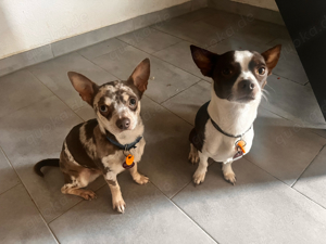 chihuahua team