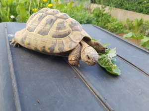 Griechische Landschildkröte Testudo Hermanni Boettgeri, - Männchen