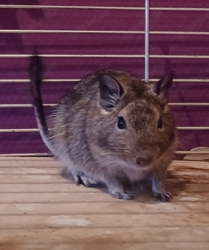 2 Degu Mädels in liebevolle Hände abzugeben 