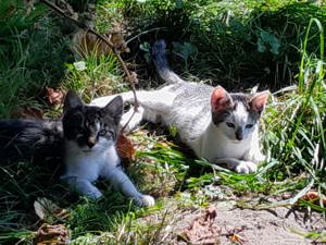 2 junge Kater 13 Wochen alt