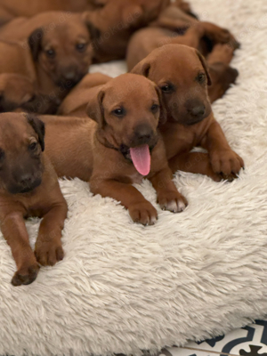 Reinrassige Rhodesian Ridgeback Welpen familienfreundlich und kinderlieb