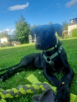 Labradormix Hündin Nala