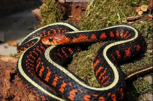 Thamnophis sirtalis concinnus 