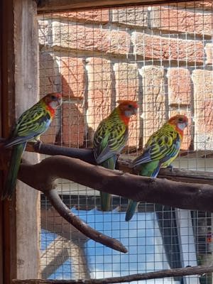 Rosellas abzugeben 