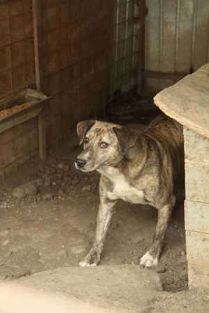 Suavo ca. 45 cm   braucht ein Wunder