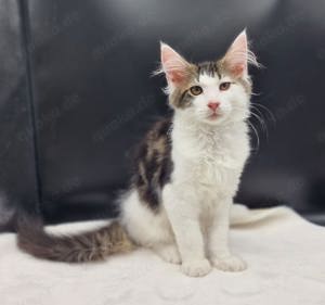 Maine Coon Kitten abgabebereit 