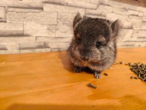 Chinchilla  Dame, Angora Bubenhandzahm,  zur  Abgabe 