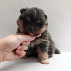 Wunderschöne Pomeranian Zwergspitz Welpen 