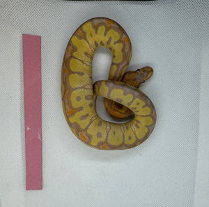 Pastel Banana Clown 