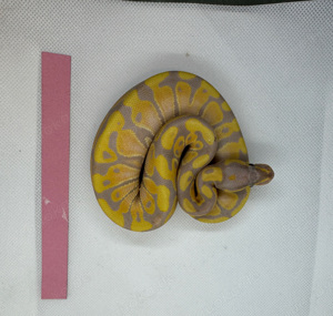 Banana het Clown 