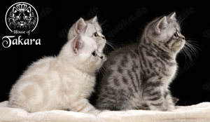 reinrassige Britisch Kurzhaar Kitten in black silver tabby classic spotted point BKH Babies Stammbau