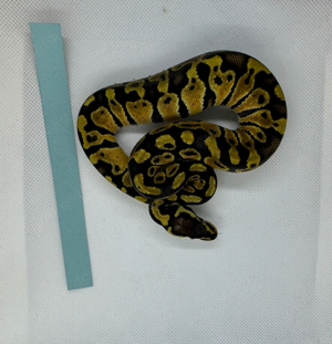 Pastel het Clown 