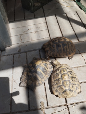 3 griechische Landschildkröten 