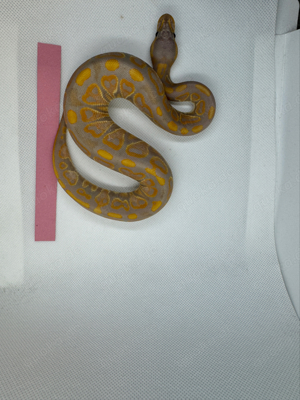 Black Pastel Banana het Clown 