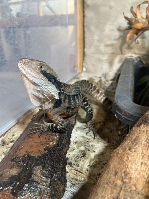 australischer Wasseragame Männchen 