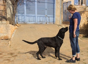 Menut,PastorMallorqu.Mix - wer gibt dem Herzenshund eine Chance.Sein krank.Herrchen fragt immer nach