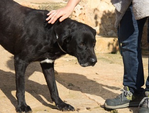 Menut,PastorMallorqu.Mix - wer gibt dem Herzenshund eine Chance.Sein krank.Herrchen fragt immer nach