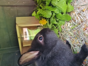 löwenkopf Kaninchen 