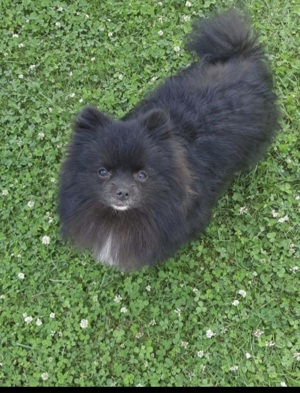 Pomeranian Zwergspitz