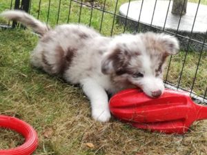 Reinrassige Border Collies