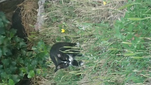 Liebes Geschwisterpärchen (Halbgeschwister), kastriert, Kater, suchen liebevolles Zuhause