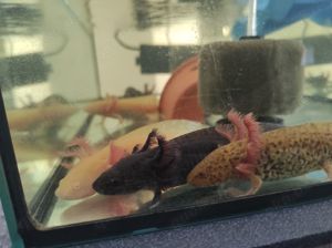 Axolotl Jungtiere, 15 cm groß 