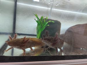 Axolotl Erwachsene Tiere 