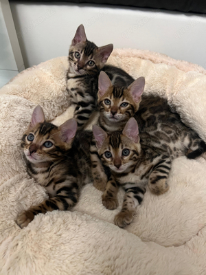 reinrassige Bengal Kitten 2xw mit Stammbaum 