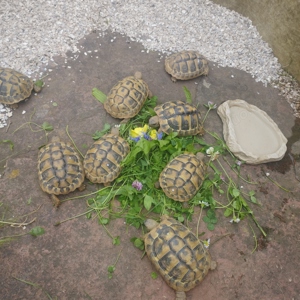 Griechische Landschildkröten  Bild 3
