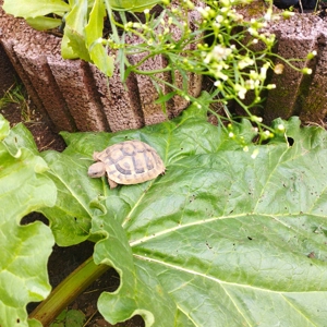 Griechische Landschildkröten  Bild 2