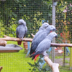 Graupapagei abzugeben