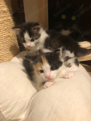 2 Perser Maine Coon mix Katzen 