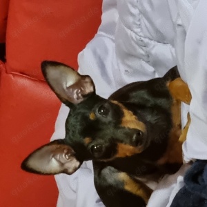 Bildhübsches Zwergpinscher Mädchen, ab sofort