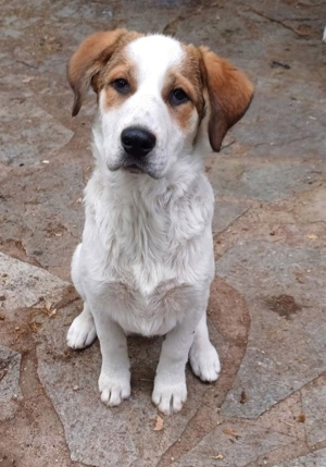 Hund Hündin Loushi kastriert Loushi ist eine liebenswerte, acht Monate alte Hündin aus dem Tierschut