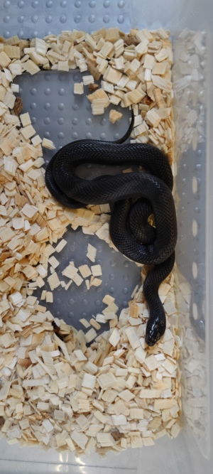 Lampropeltis Leonis NZ24