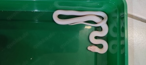 Lampropeltis Leonis NZ24