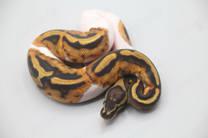 Piebald pos. Orange Dream Königspython Weibchen