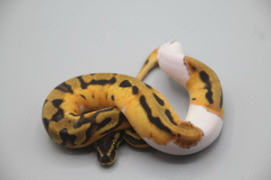 0.1 Orange Dream Enchi Piebald Königspython Weibchen