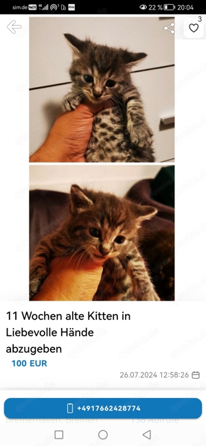 13 Wochen Kitten weiblich in liebevolle Hände abzugeben 