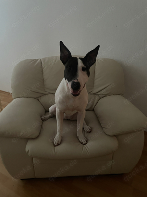 Miniatur Bullterrier Mischling 