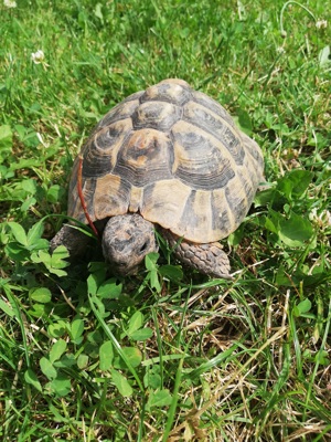 Griechische Landschildkröte 