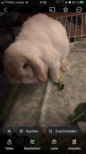 mini lop männchen 