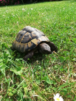 Griechische Landschildkröte 