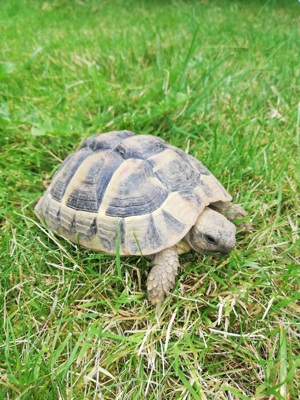 Griechische Landschildkröte 