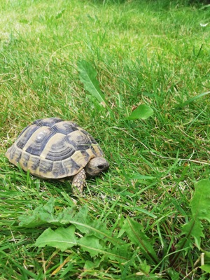 Griechische Landschildkröte 