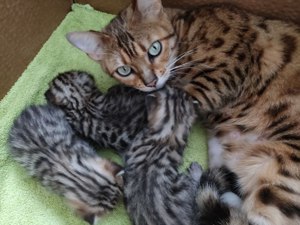 Bengal Kitten 