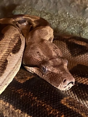 Boa Constrictor Imperator jungle motley